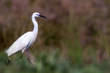 Balıkçıl. Doğa arka planı. Küçük Egret. Egretta garzetta.