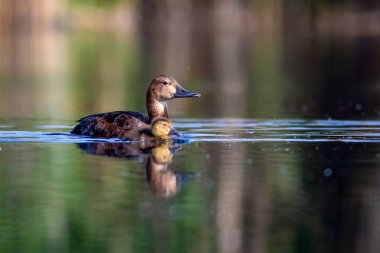 Yüzen anne ördek ve ördek yavrusu. Yeşil sarı su arka planı. Ortak Pochard.