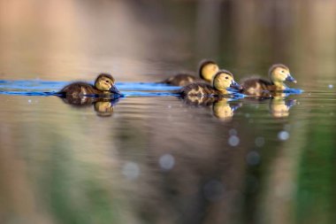 Yüzen anne ördek ve ördek yavrusu. Yeşil sarı su arka planı. Ortak Pochard.