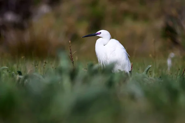 Heron Nature Background Little Egret Egretta Garzetta — Stock Photo, Image