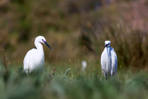 Heron Nature Background Little Egret Egretta Garzetta — Stock Photo, Image