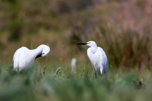 Heron Nature Background Little Egret Egretta Garzetta — Stock Photo, Image