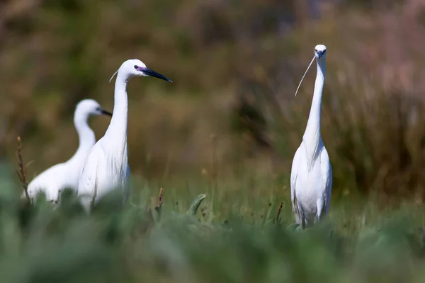 Heron Nature Background Little Egret Egretta Garzetta — Stock Photo, Image