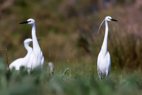 Heron Natur Bakgrund Lilla Hägrar Egretta Garzetta — Stockfoto