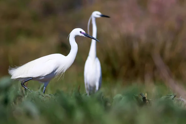 Heron Nature Background Little Egret Egretta Garzetta — Stock Photo, Image