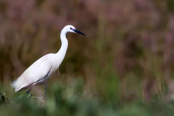 Heron Nature Background Little Egret Egretta Garzetta — Stock Photo, Image