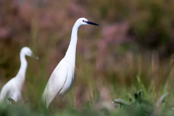 Heron Nature Background Little Egret Egretta Garzetta — Stock Photo, Image