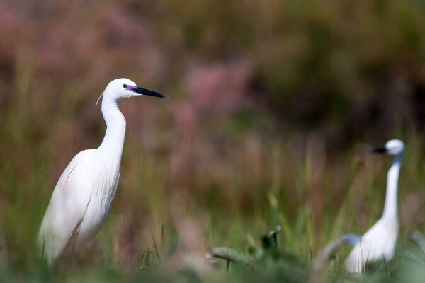 Heron. Nature background. Little Egret. Egretta garzetta.