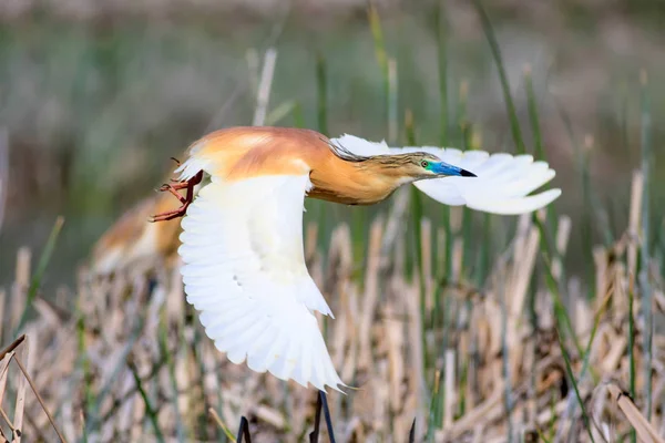 자연의 Squacco Heron 아르데올라의 — 스톡 사진