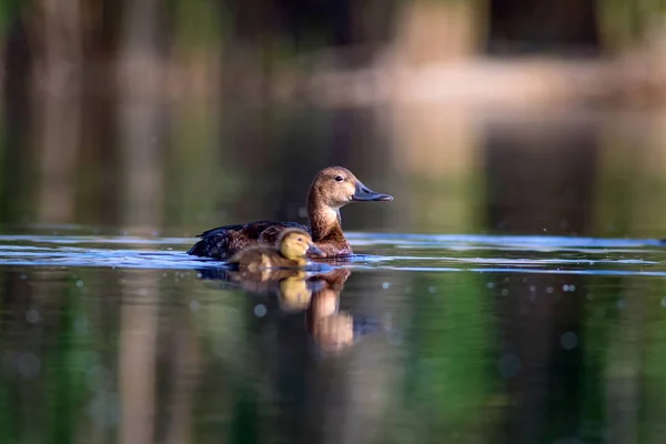 Schwimmende Entenmutter Und Entchen Grün Gelb Wasser Hintergrund Gemeiner Pochard — Stockfoto