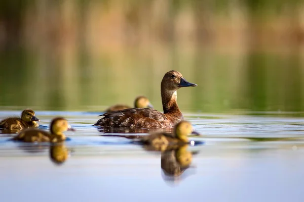 Natación Madre Pato Patitos Fondo Agua Verde Amarilla Pochard Común — Foto de Stock