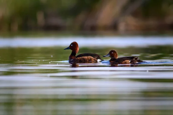 Simning Anka Natural Lake Habitat Bakgrund Fågel Ferruginous Anka Aythya — Stockfoto