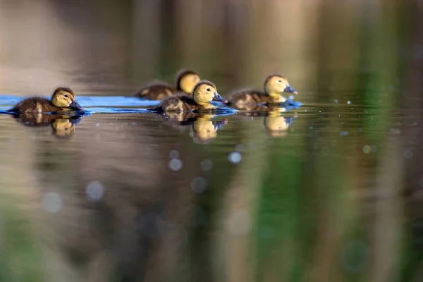 Swimming mother duck and ducklings. Green yellow water background. Common Pochard.