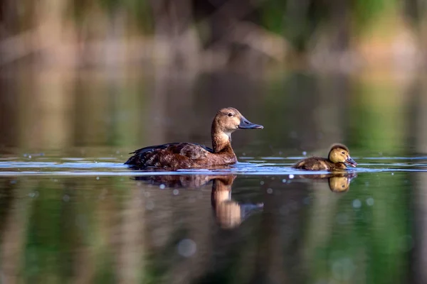Swimming Mother Duck Ducklings Green Yellow Water Background Common Pochard — Stock Photo, Image