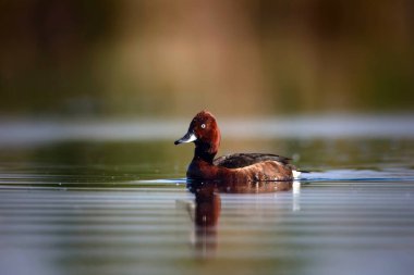 Yüzen ördek. Doğal göl habitat arka plan. Kuş: Ferruginous Duck. Aythya nyroca.