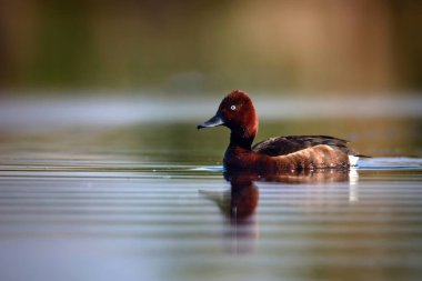 Yüzen ördek. Doğal göl habitat arka plan. Kuş: Ferruginous Duck. Aythya nyroca.