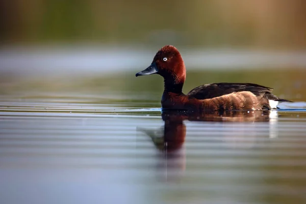 Swimming duck. Natural lake habitat background. Bird: Ferruginous Duck. Aythya nyroca.