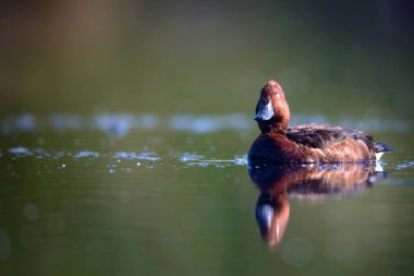 Yüzen ördek. Doğal göl habitat arka plan. Kuş: Ferruginous Duck. Aythya nyroca.