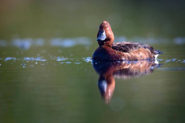 Yüzen ördek. Doğal göl habitat arka plan. Kuş: Ferruginous Duck. Aythya nyroca.