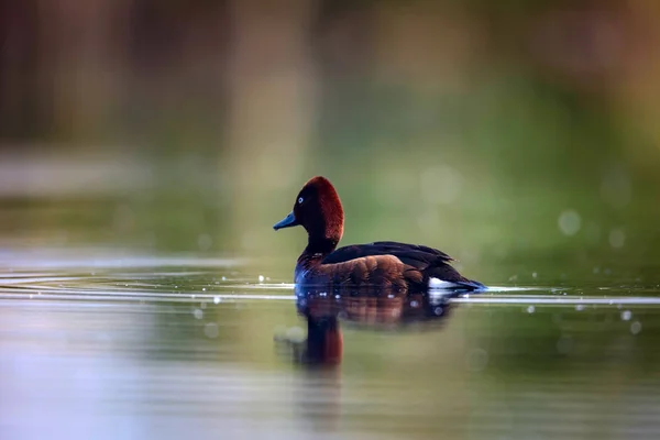 Pato Nadador Fundo Habitat Lago Natural Pássaro Pato Ferruginoso Aythya — Fotografia de Stock