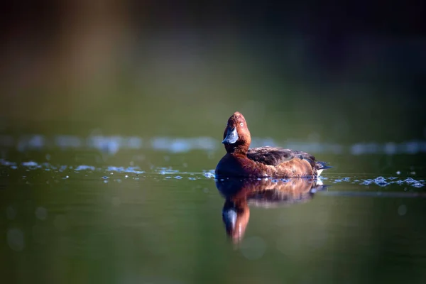 Pato Nadador Fundo Habitat Lago Natural Pássaro Pato Ferruginoso Aythya — Fotografia de Stock