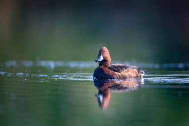 Yüzen ördek. Doğal göl habitat arka plan. Kuş: Ferruginous Duck. Aythya nyroca.