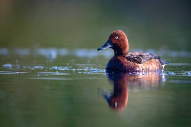 Yüzen ördek. Doğal göl habitat arka plan. Kuş: Ferruginous Duck. Aythya nyroca.