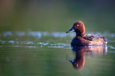 Yüzen ördek. Doğal göl habitat arka plan. Kuş: Ferruginous Duck. Aythya nyroca.