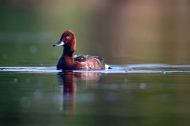 Yüzen ördek. Doğal göl habitat arka plan. Kuş: Ferruginous Duck. Aythya nyroca.