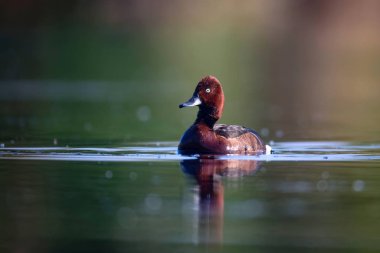 Yüzen ördek. Doğal göl habitat arka plan. Kuş: Ferruginous Duck. Aythya nyroca.