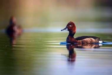 Yüzen ördek. Doğal göl habitat arka plan. Kuş: Ferruginous Duck. Aythya nyroca.