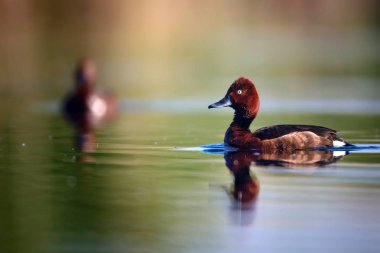 Yüzen ördek. Doğal göl habitat arka plan. Kuş: Ferruginous Duck. Aythya nyroca.