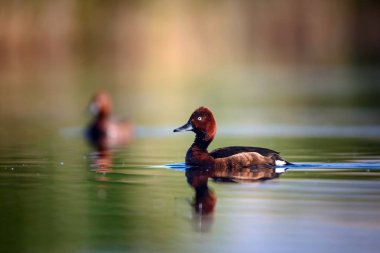 Yüzen ördek. Doğal göl habitat arka plan. Kuş: Ferruginous Duck. Aythya nyroca.