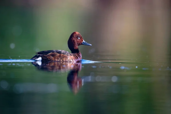 Pato Nadador Fundo Habitat Lago Natural Pássaro Pato Ferruginoso Aythya — Fotografia de Stock