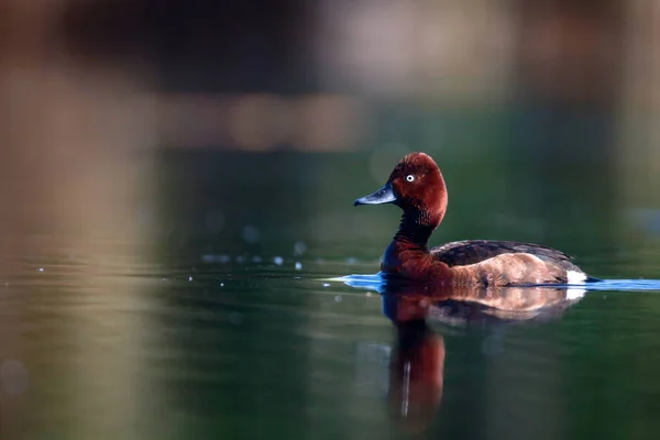 Pato Nadador Fundo Habitat Lago Natural Pássaro Pato Ferruginoso Aythya — Fotografia de Stock