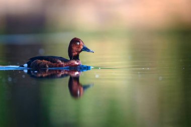 Yüzen ördek. Doğal göl habitat arka plan. Kuş: Ferruginous Duck. Aythya nyroca.