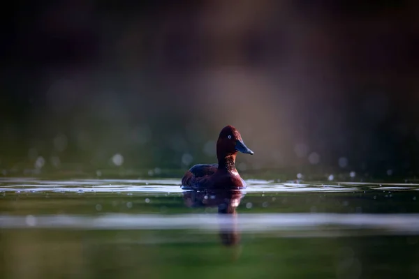 Pato Nadador Fundo Habitat Lago Natural Pássaro Pato Ferruginoso Aythya — Fotografia de Stock