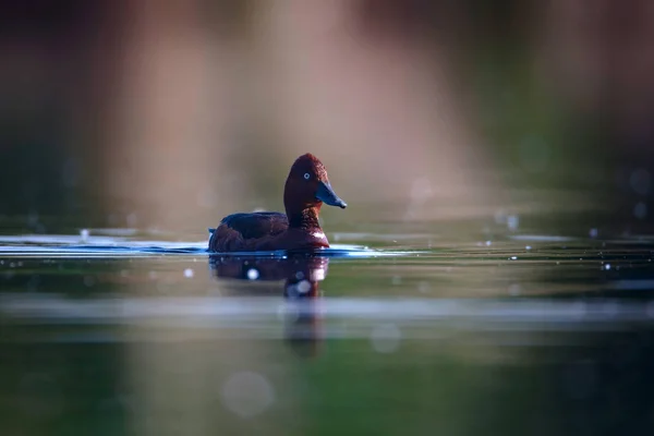 Simning Anka Natural Lake Habitat Bakgrund Fågel Ferruginous Anka Aythya — Stockfoto