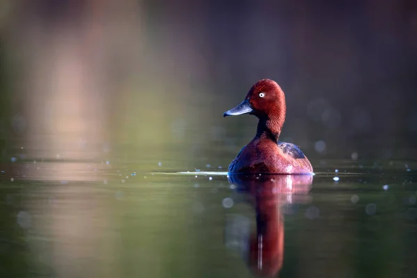 Swimming Duck Natural Lake Habitat Background Bird Ferruginous Duck Aythya — Stock Photo, Image