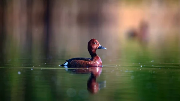 Pato Nadador Fundo Habitat Lago Natural Pássaro Pato Ferruginoso Aythya — Fotografia de Stock