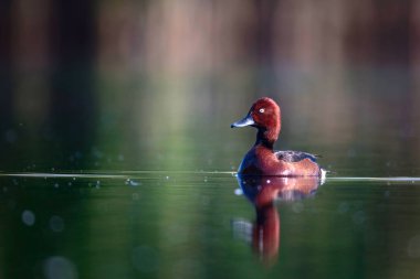 Yüzen ördek. Doğal göl habitat arka plan. Kuş: Ferruginous Duck. Aythya nyroca.