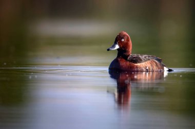 Yüzen ördek. Doğal göl habitat arka plan. Kuş: Ferruginous Duck. Aythya nyroca.