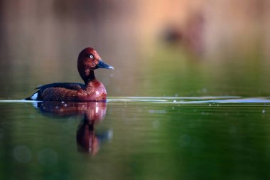 Yüzen ördek. Doğal göl habitat arka plan. Kuş: Ferruginous Duck. Aythya nyroca.