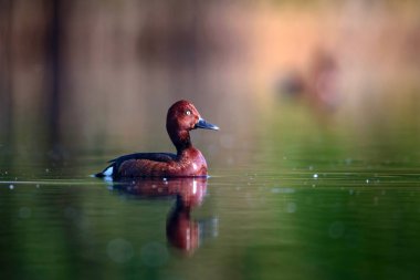 Yüzen ördek. Doğal göl habitat arka plan. Kuş: Ferruginous Duck. Aythya nyroca.