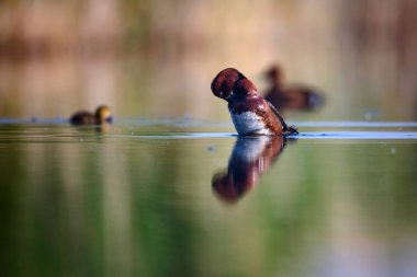 Sevimli anne ördek ve sevimli ördek yavruları. Yeşil sarı su arka planı. Ördekler: Ferruginous Duck. Aythya nyroca.