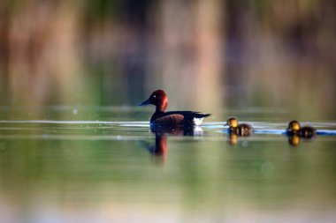 Sevimli anne ördek ve sevimli ördek yavruları. Yeşil sarı su arka planı. Ördekler: Ferruginous Duck. Aythya nyroca.