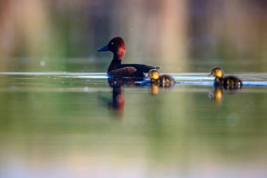 Sevimli anne ördek ve sevimli ördek yavruları. Yeşil sarı su arka planı. Ördekler: Ferruginous Duck. Aythya nyroca.