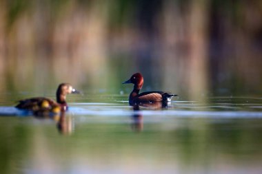 Yüzen ördek. Doğal göl habitat arka plan. Kuş: Ferruginous Duck. Aythya nyroca.