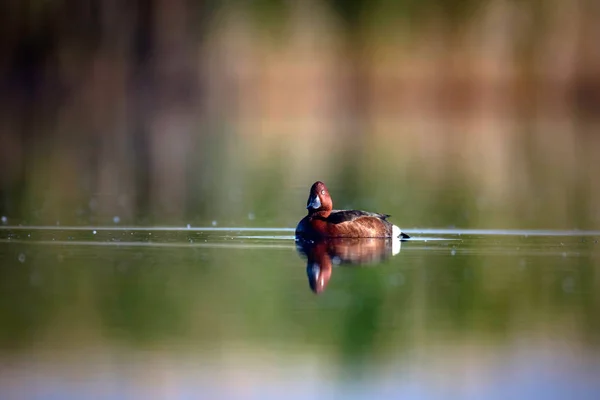 游泳鸭子天然湖泊栖息地背景 艾耶亚 尼罗卡 — 图库照片