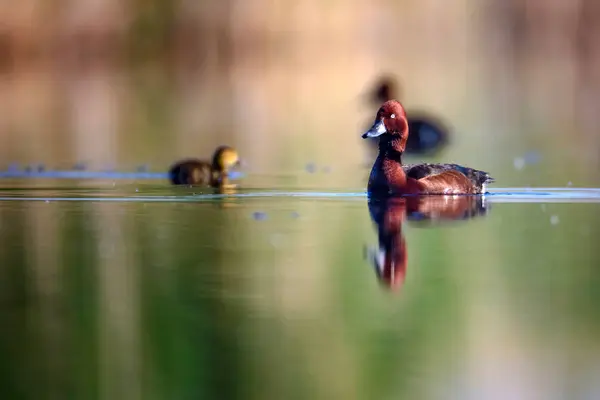 Lindo Pato Madre Patitos Lindos Fondo Agua Verde Amarilla Patos —  Fotos de Stock